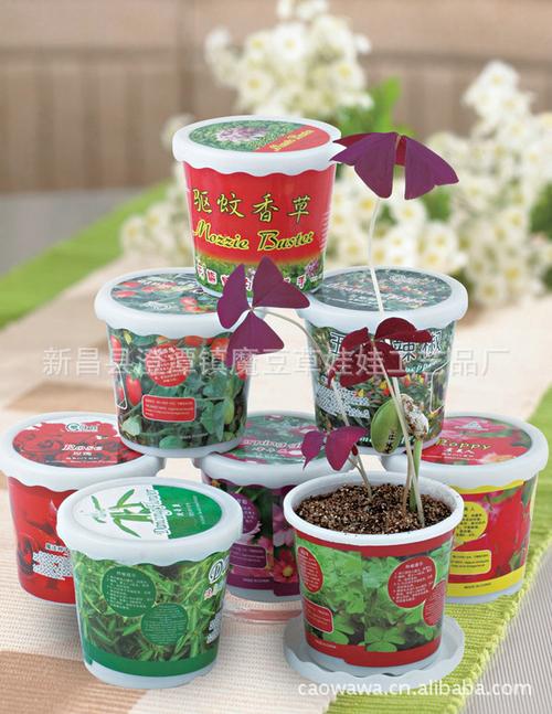花卉微型盆景 diy种植 园艺盆栽 创意办公室礼品植物义乌地摊产品